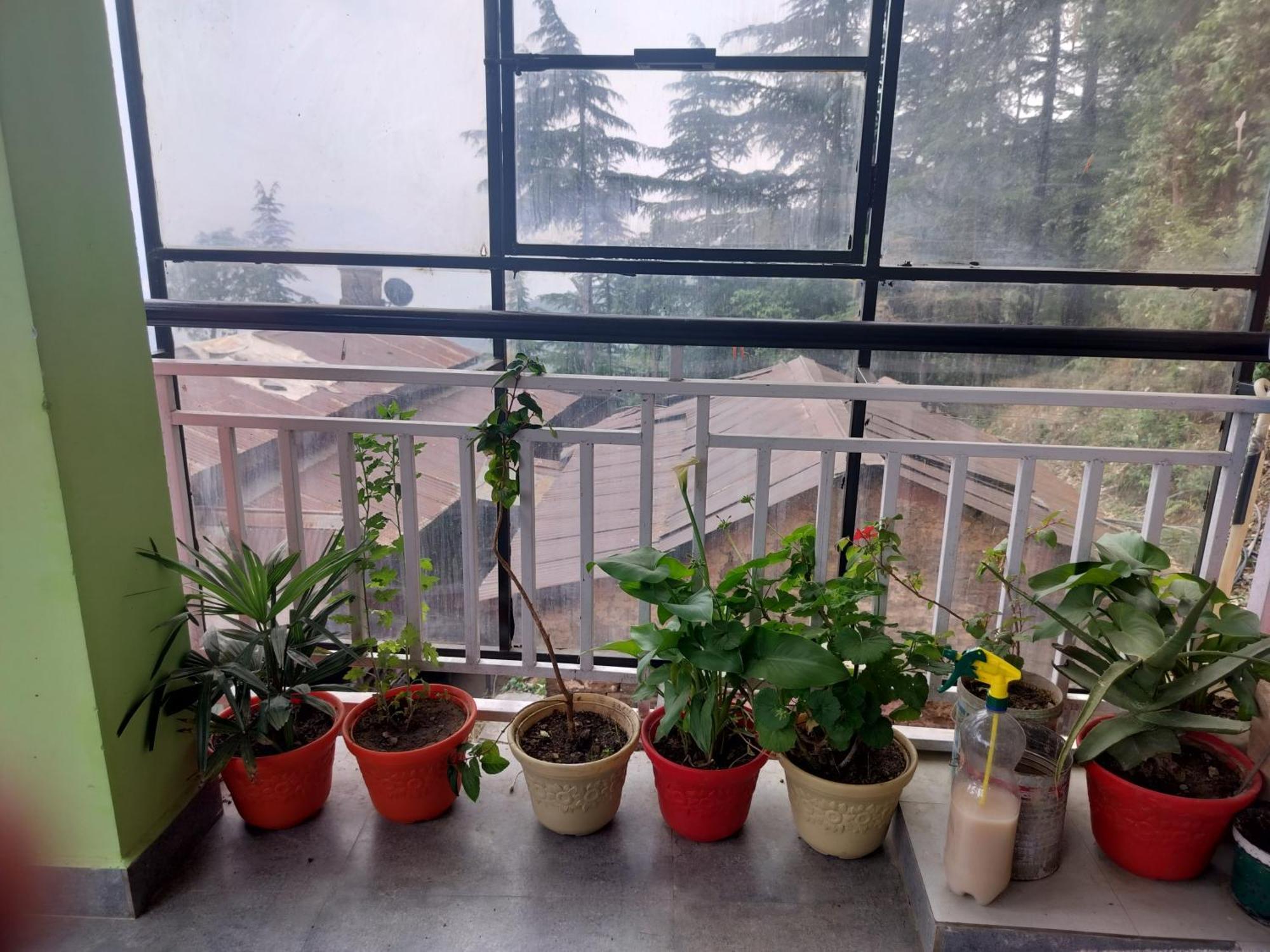Tree Valley Homestay צ'איל מראה חיצוני תמונה