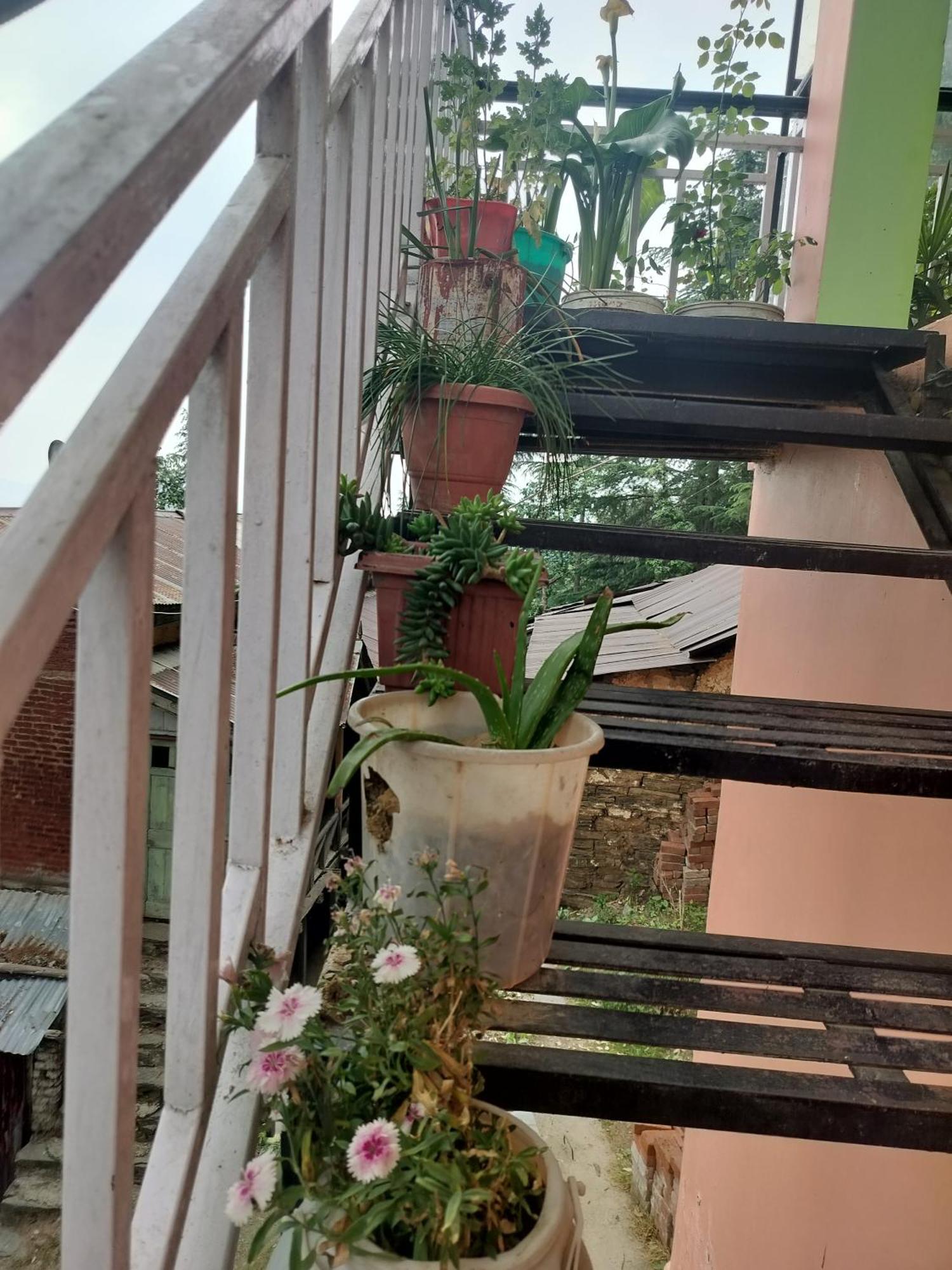 Tree Valley Homestay צ'איל מראה חיצוני תמונה